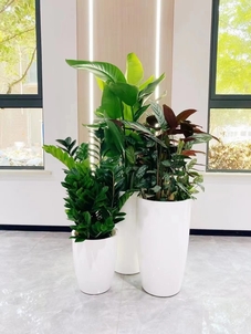 专业花木租摆,领略宁波镇海的自然之美